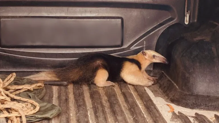 VÍDEO | Tamanduá é resgatado dentro de condomínio na Serra