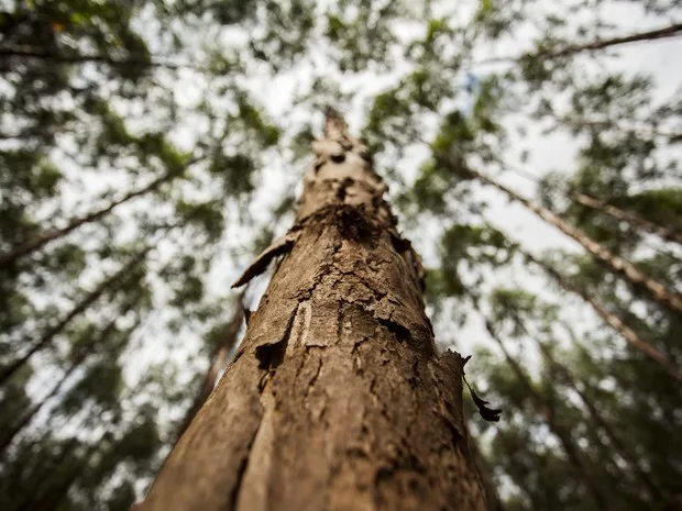 Cadeia de Valor: indústria florestal traz sustentabilidade no campo e geração de renda