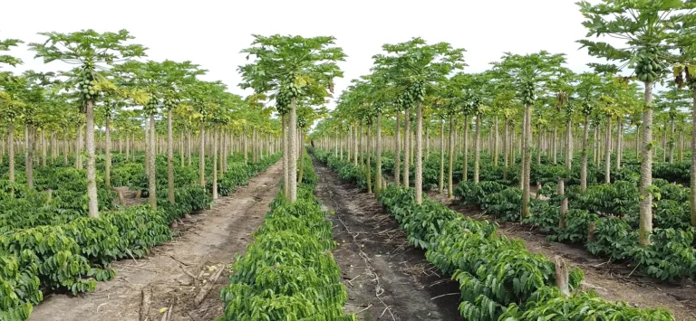 Espírito Santo amplia exportações de mamão em 34% e fatura mais de US$ 10 milhões até abril