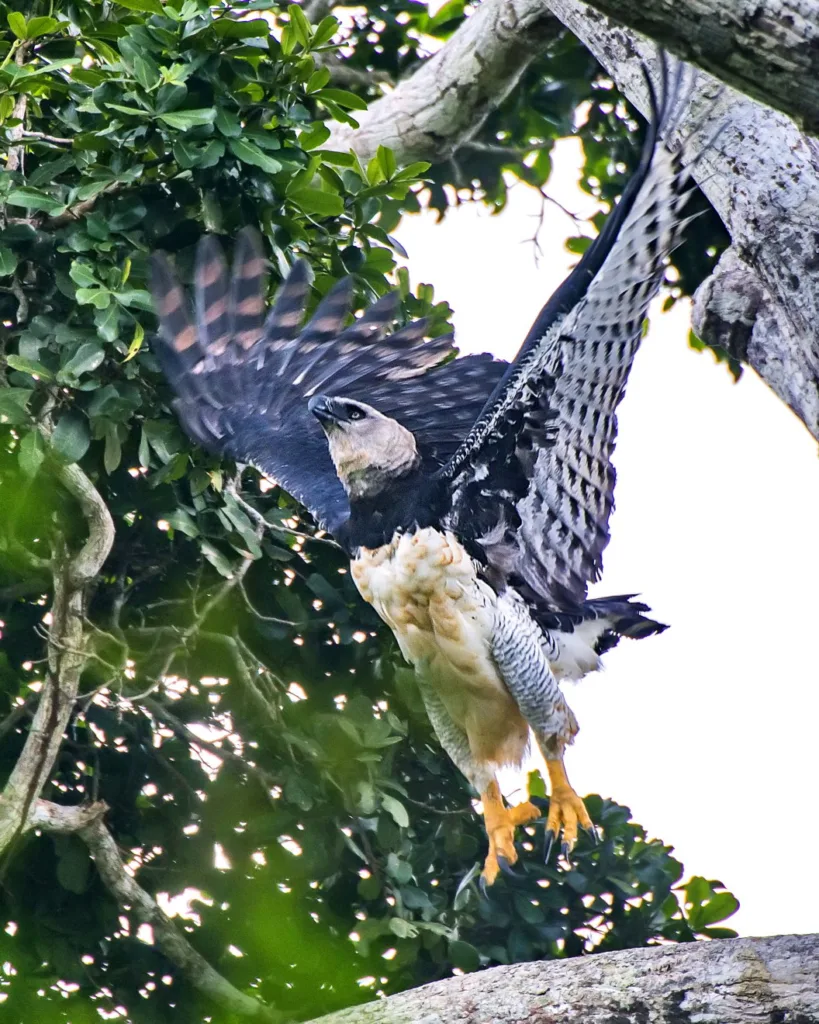 Harpia levanta voo em uma árvore da Mata Atlântica, destacando suas imponentes garras e asas.