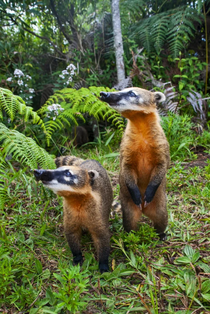 Dois quatis parados lado a lado, olhando para o horizonte no Parque Nacional do Caparaó, parecendo posar para a foto