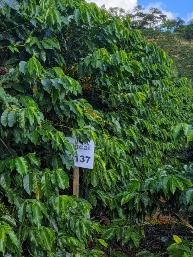 Empresas capixabas apoiam pesquisas para aprimorar cultivares de café arábica no ES