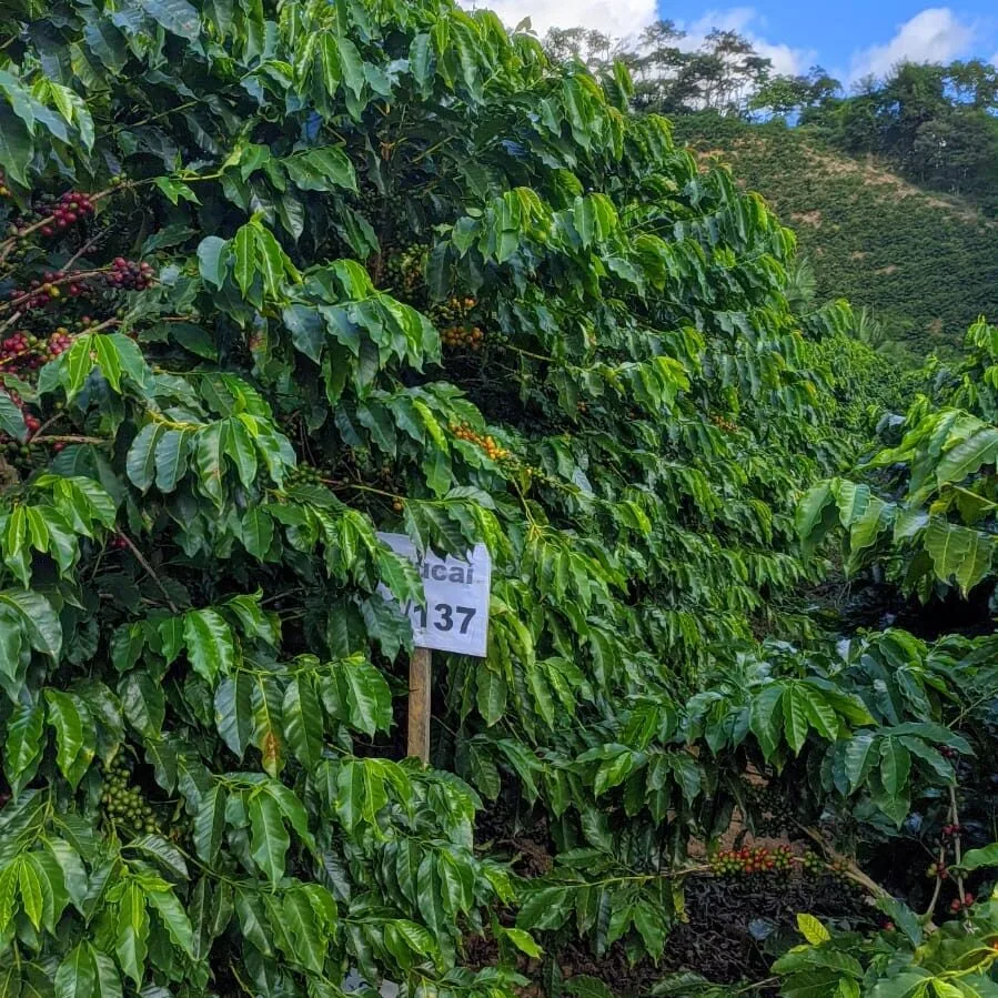 Empresas capixabas apoiam pesquisas para aprimorar cultivares de café arábica no ES