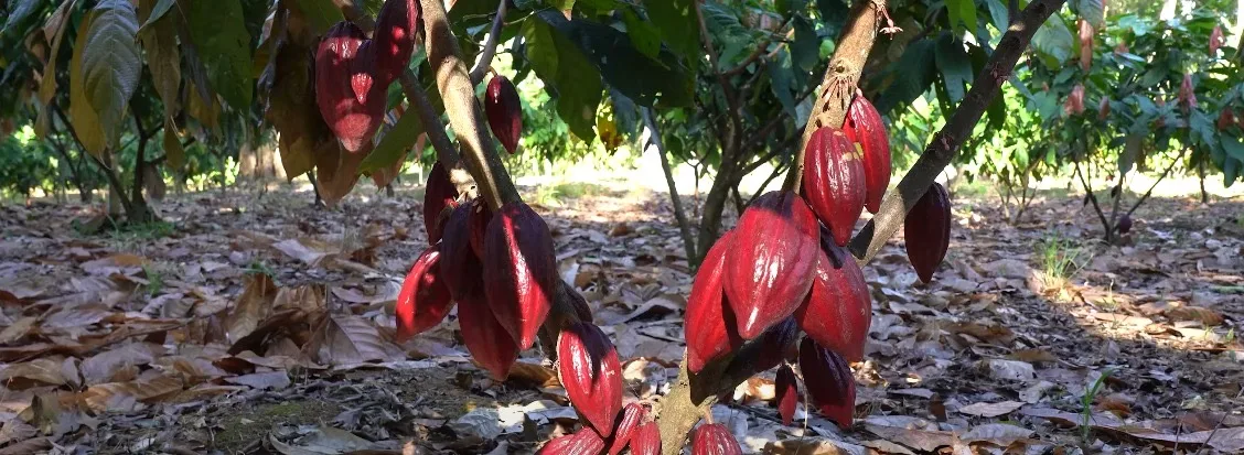 Produção de cacau