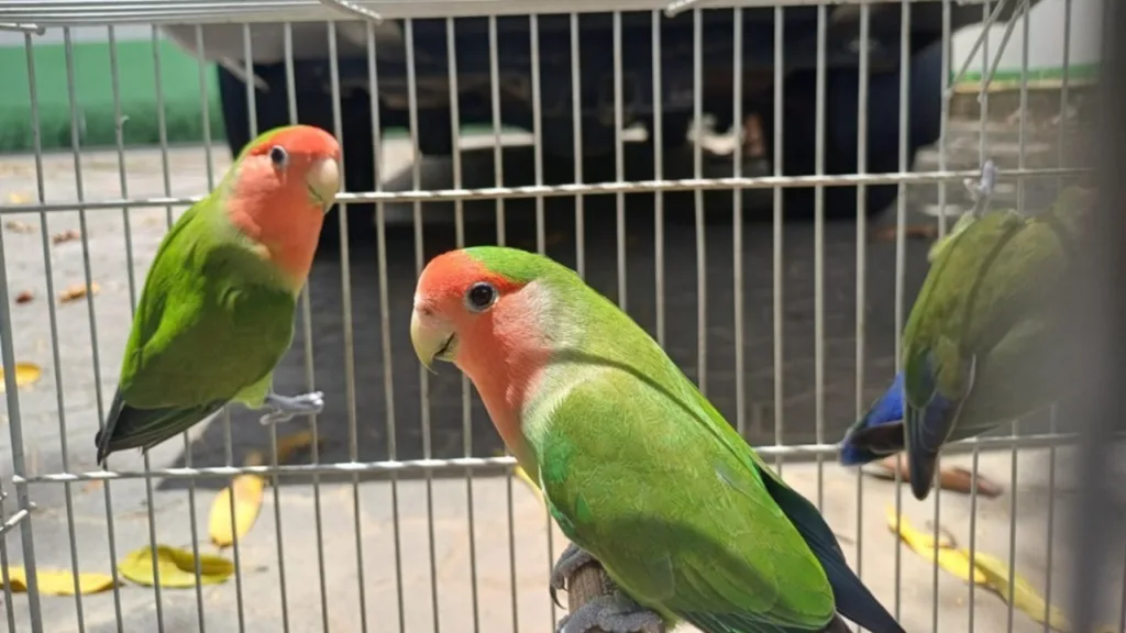 Dezesseis animais silvestres estão disponíveis para adoção na modalidade "Guardião da Fauna". (Foto: Divulgação/Iema)