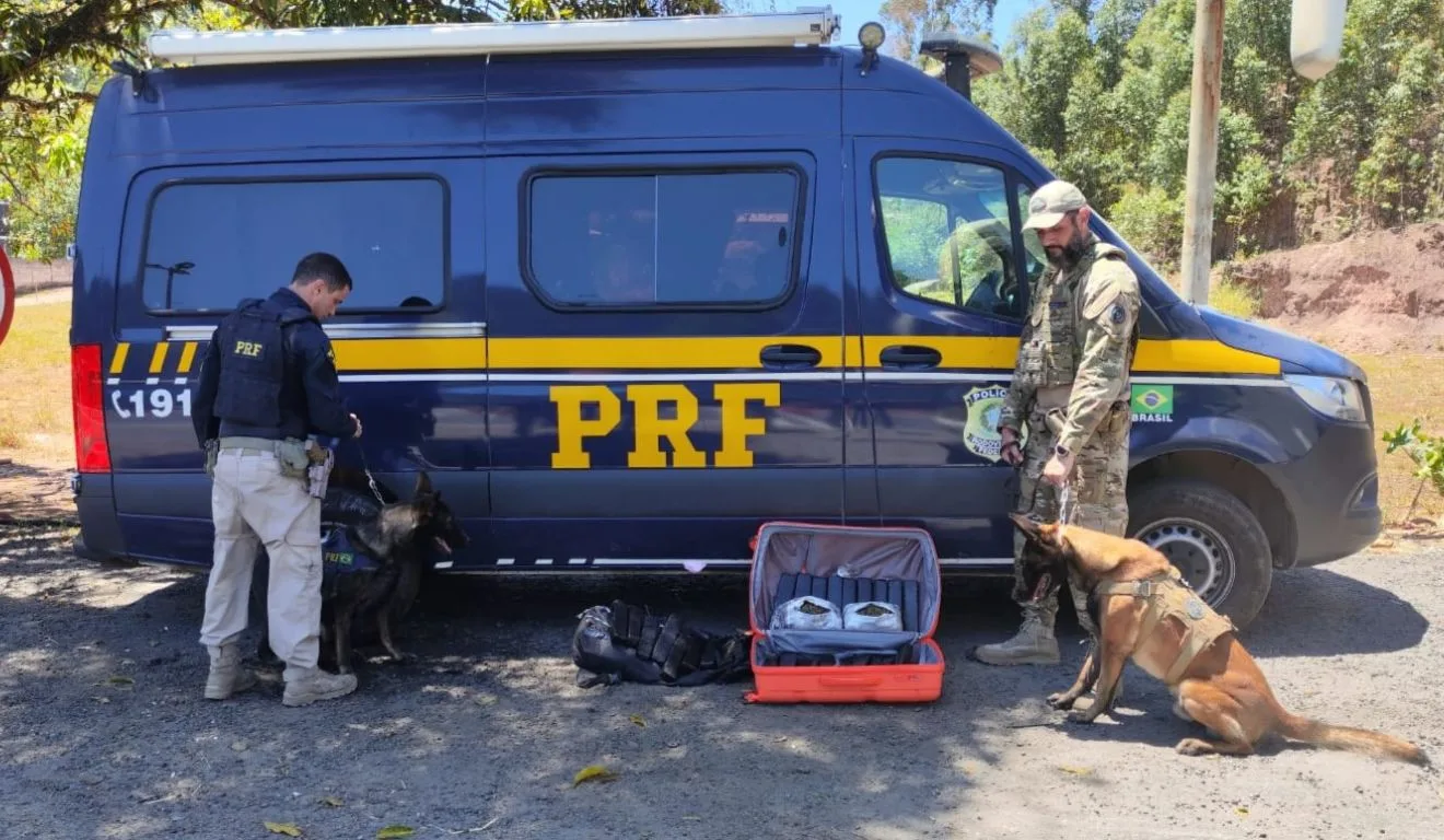 Cães farejadores da PRF encontraram as drogas

Reprodução/PRF