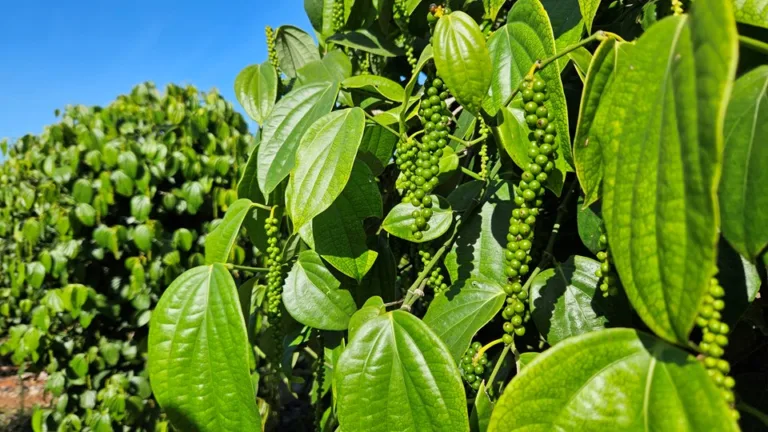 Espírito Santo avança na estruturação de programa de desenvolvimento sustentável da pipericultura