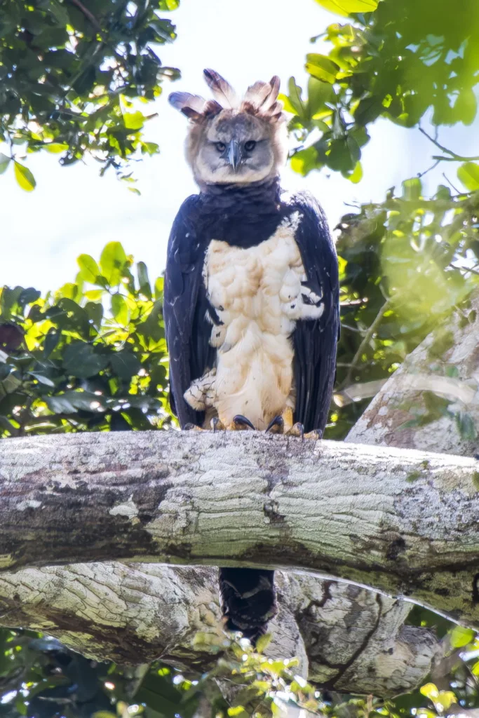  Harpia no alto de uma árvore centenária, observando a equipe de pesquisadores com curiosidade