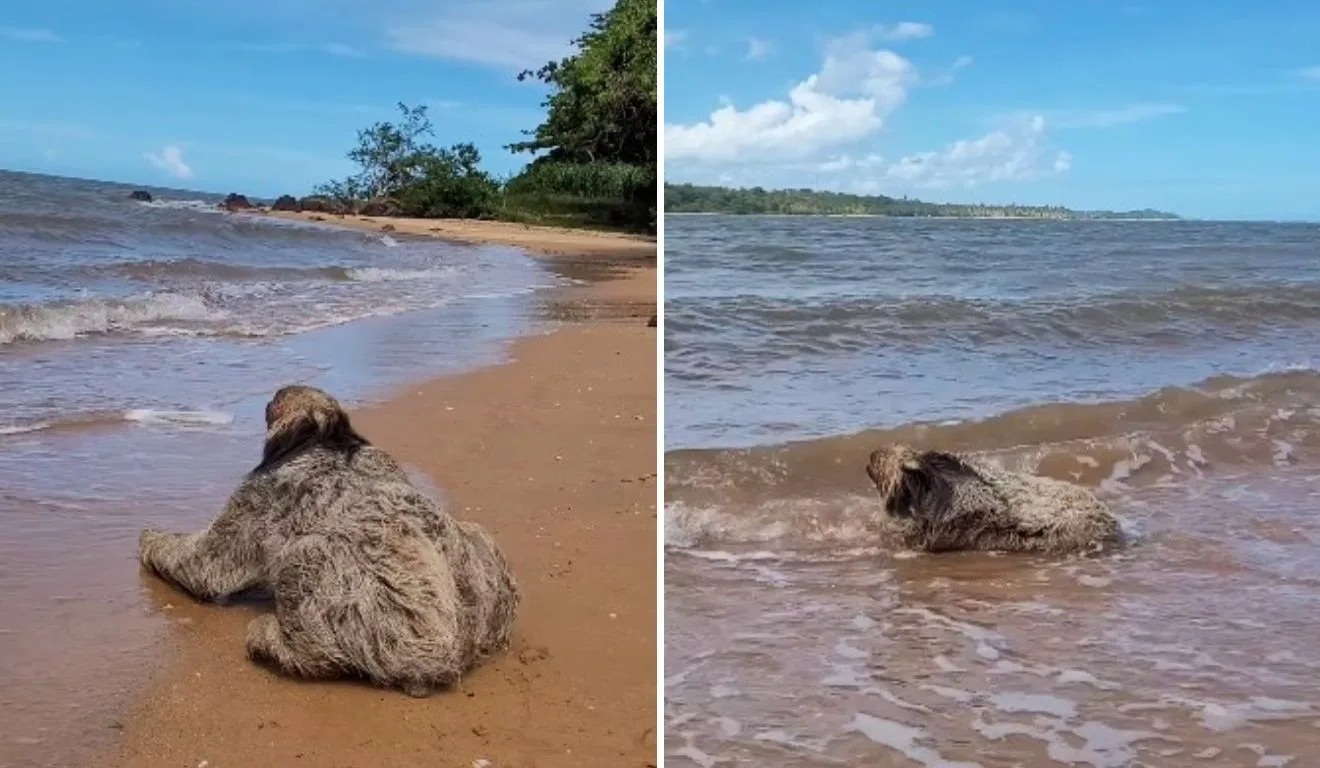 Bicho-preguiça toma banho de mar