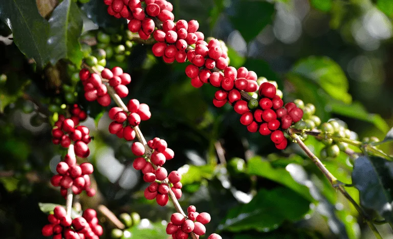 Cafeicultura capixaba