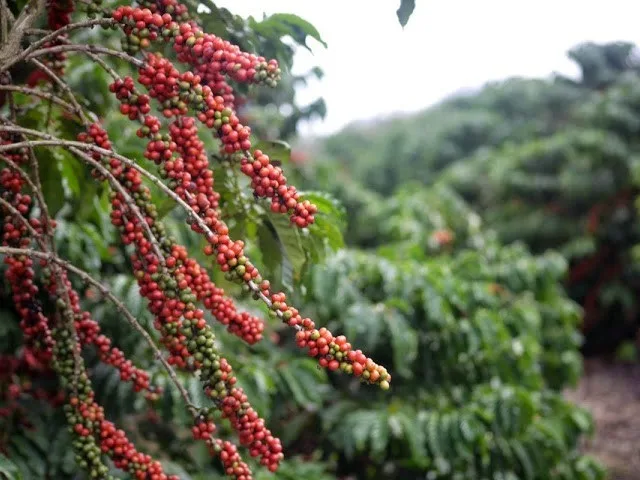 Com recuo de mais de 15% no mês, café arábica volta a ser cotado abaixo de R$ 2 mil a saca
