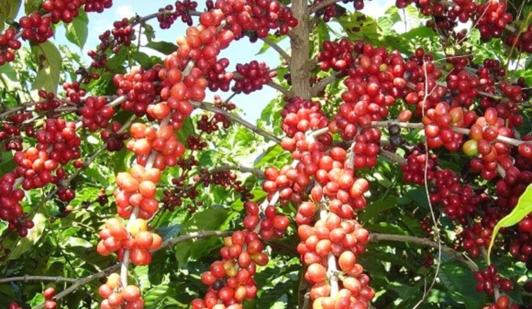 Produção de café conilon. Foto: Incaper/Divulgação