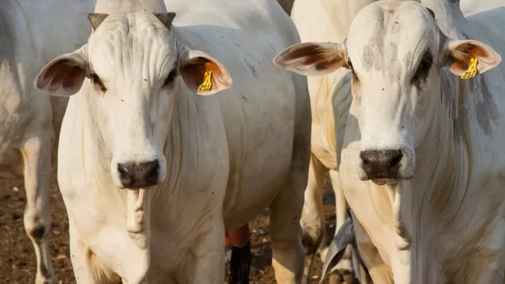 Exportações de carne bovina no Espírito Santo crescem mais de 30% em 2024