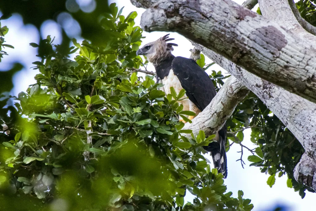 Harpia pousada em uma árvore na Mata Atlântica do Espírito Santo, observando a floresta ao redor