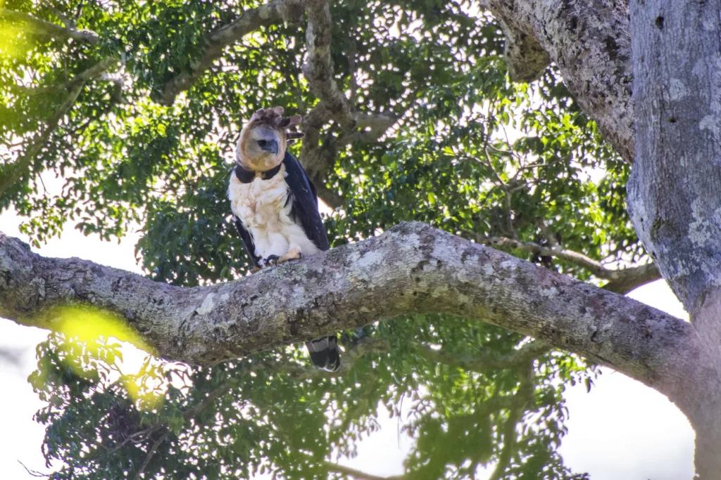 Pesquisadores Aureo Banhos e Brener Fabres em campo, monitorando harpias no Norte do Espírito Santo