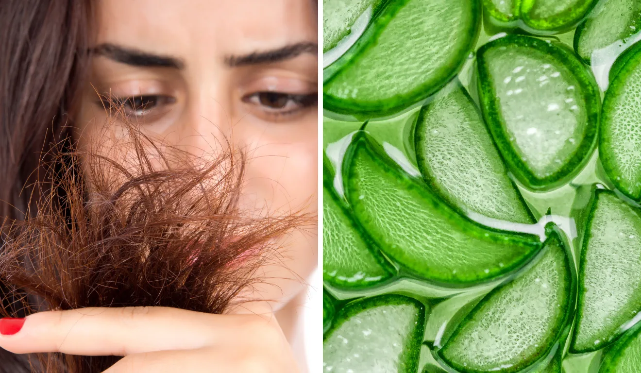 Babosa é um ingrediente poderoso para hidratar o cabelo e eliminar pontas duplas/Reprodução