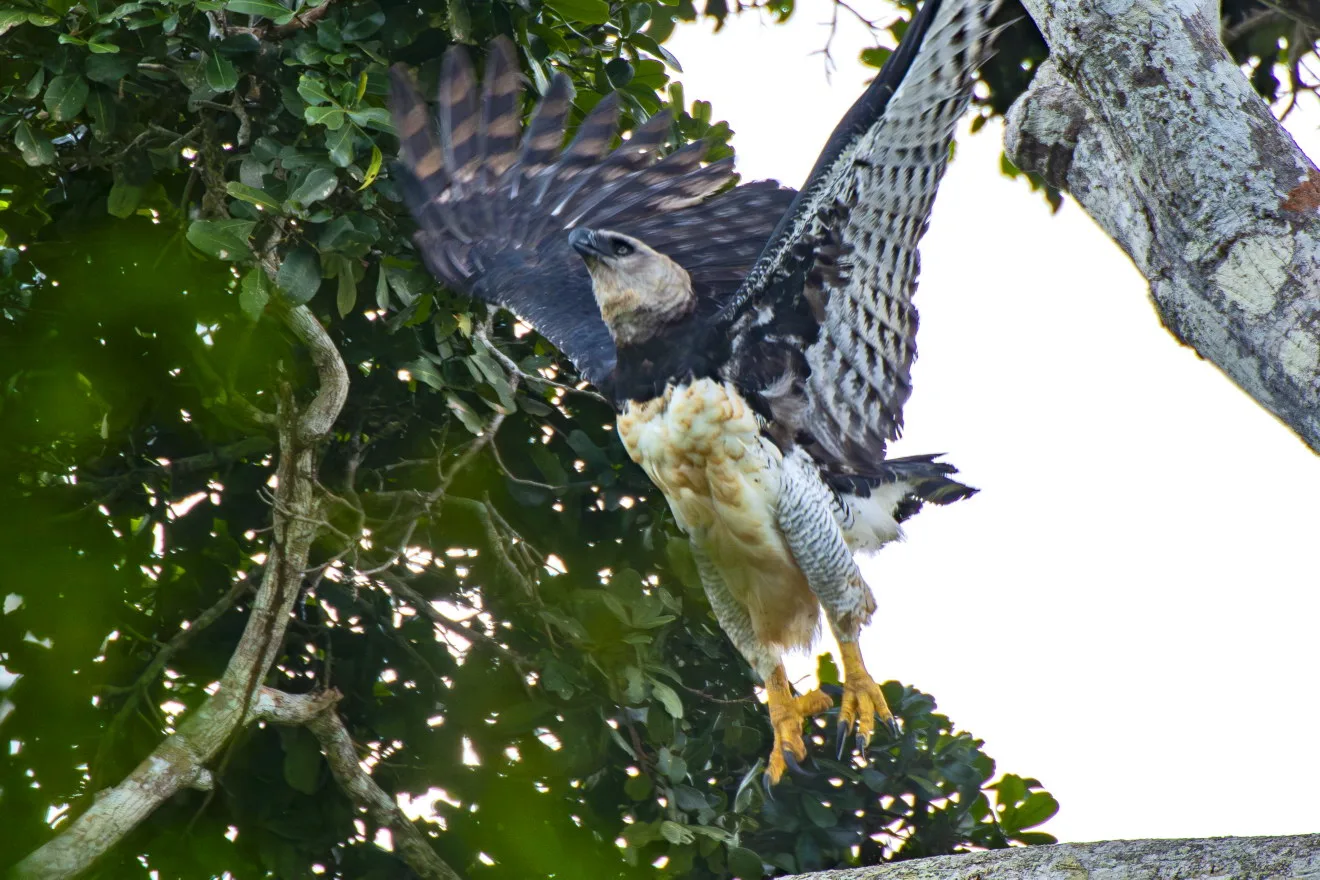 Grandes águias florestais: conheça o projeto Harpia Mata Atlântica