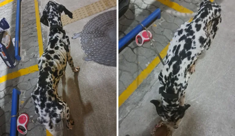 Cão foi resgatado extremamente magro

Reprodução/Polícia Civil