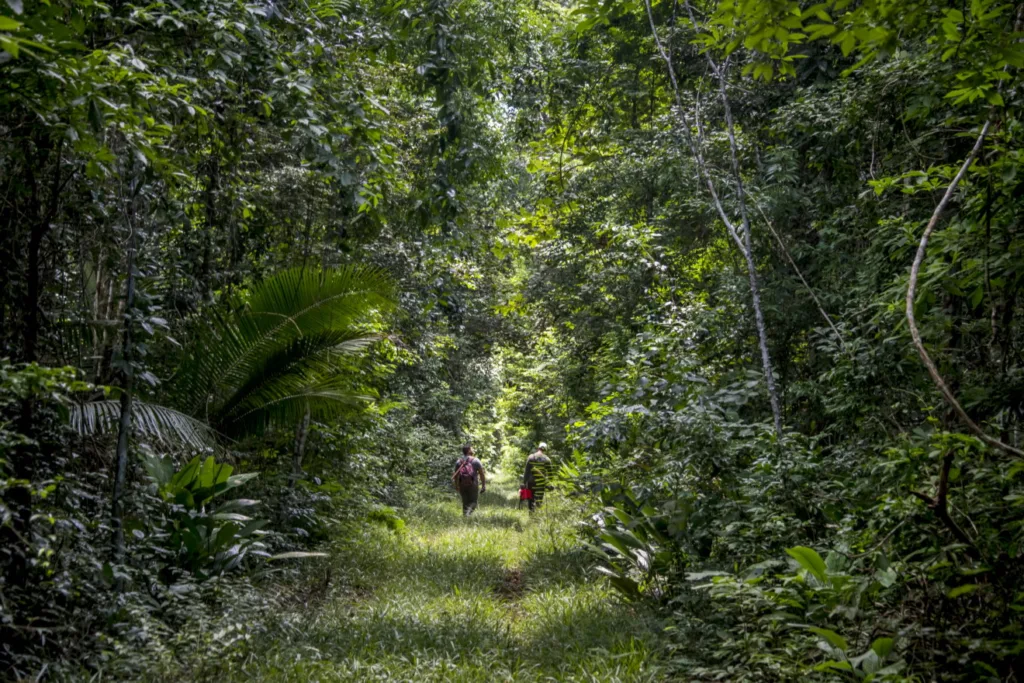 Pesquisadores em expedição na Reserva Natural Vale, analisando indícios da presença de harpias na região