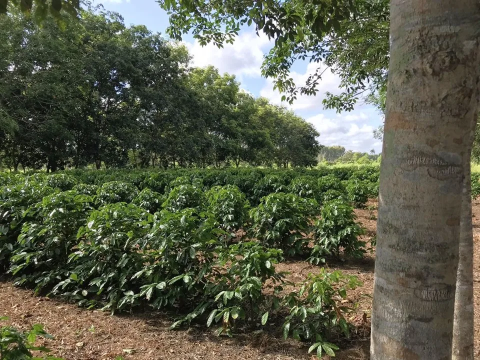 Pesquisa capixaba revela que sistema agroflorestal favorece a produção de café conilon especial