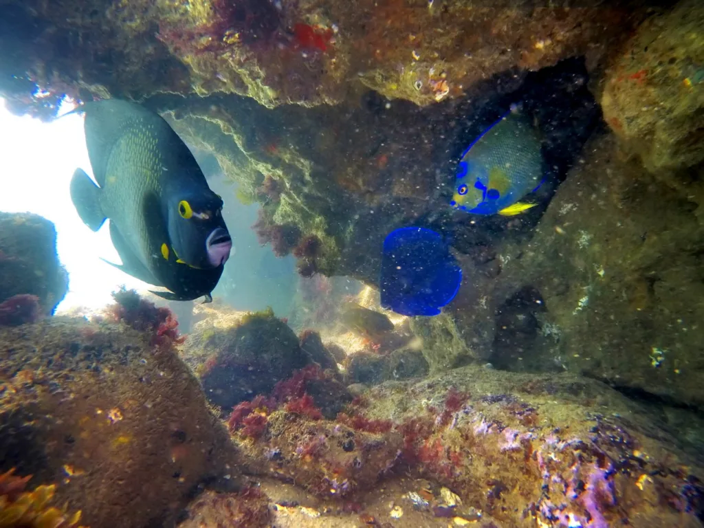  Diversidade marinha na Baía das Tartarugas, incluindo cardumes, recifes e outras espécies que habitam o ecossistema