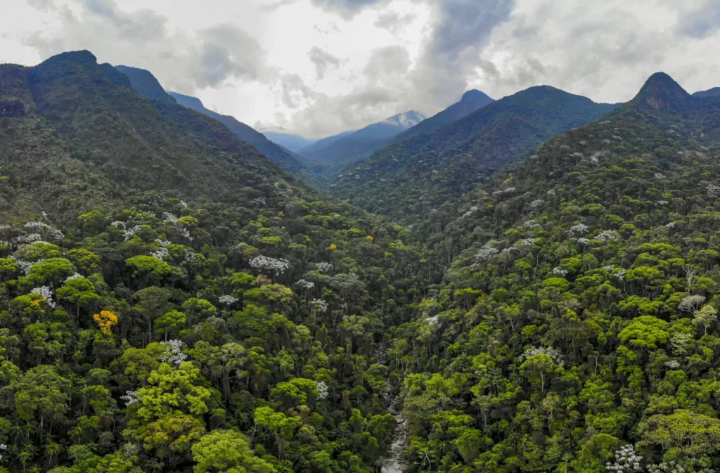 Espécies da fauna e flora que ainda sobrevivem no ecossistema do Rio Itapemirim, apesar dos desafios ambientais