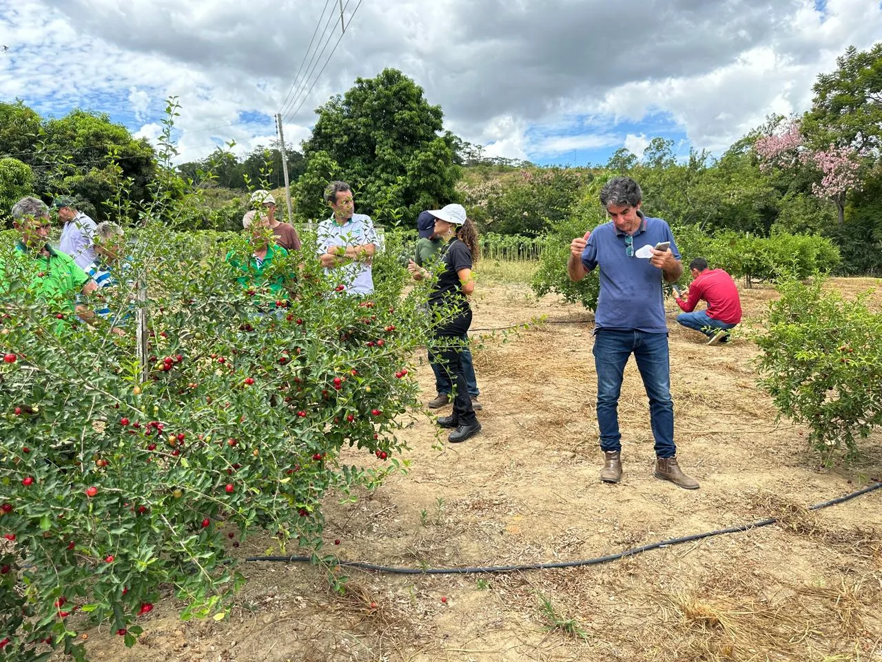 Genótipos de aceroleira avaliados pelo Incaper apresentam alta produtividade em estudo inédito no Espírito Santo