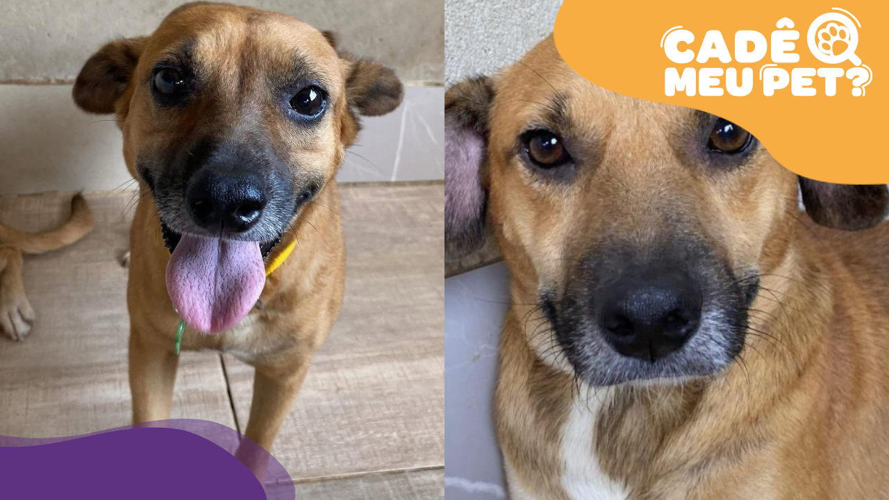 Cadê Meu Pet - Caramela e Caramelo