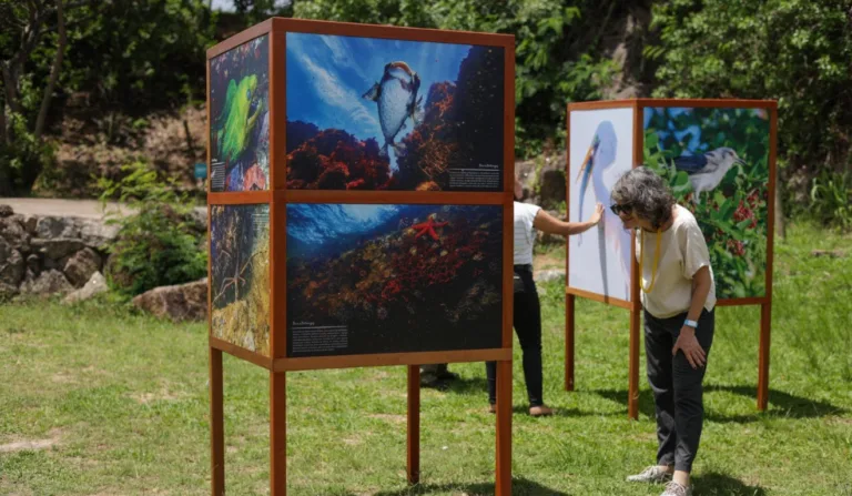 Exposição sobre tartarugas no Shopping Vitória