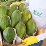 Mamão capixaba registra alta nas exportações 