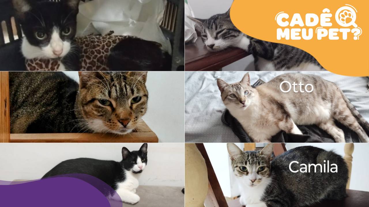 Gatos para adoção responsável. (Foto: arquivo pessoal)