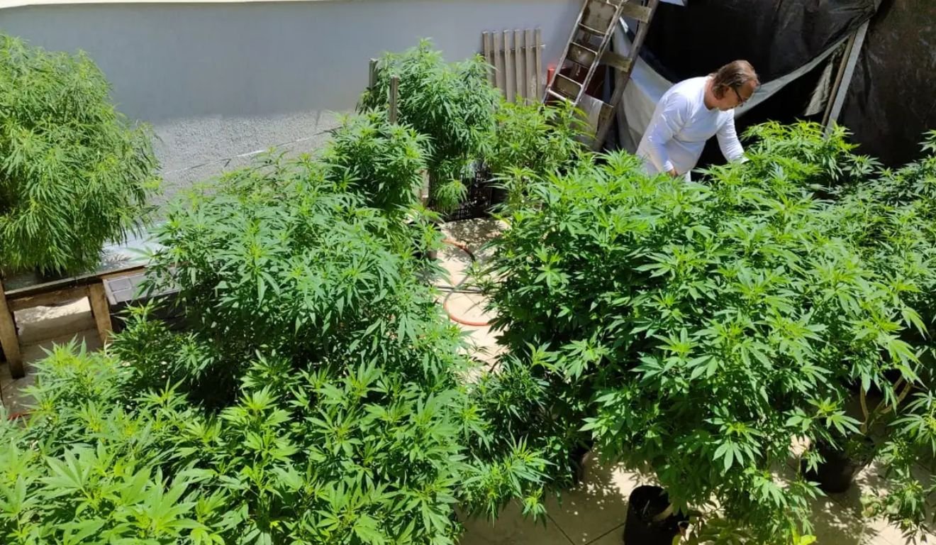 Cannabis