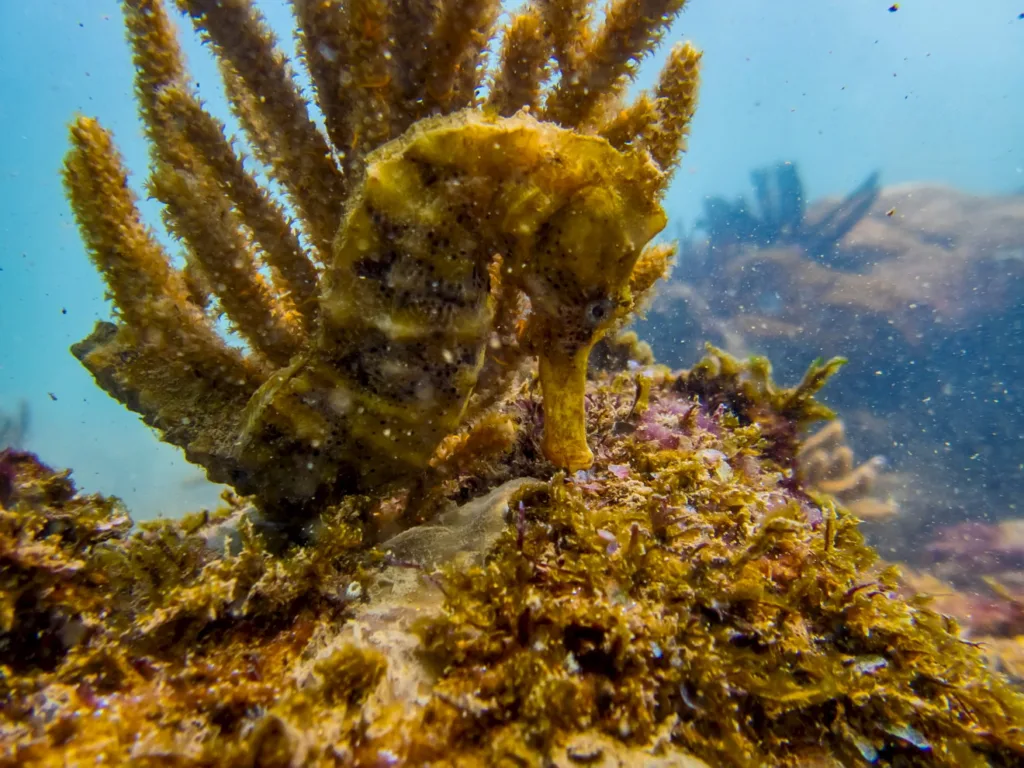 Diversidade marinha na Baía das Tartarugas, incluindo cardumes, recifes e outras espécies que habitam o ecossistema