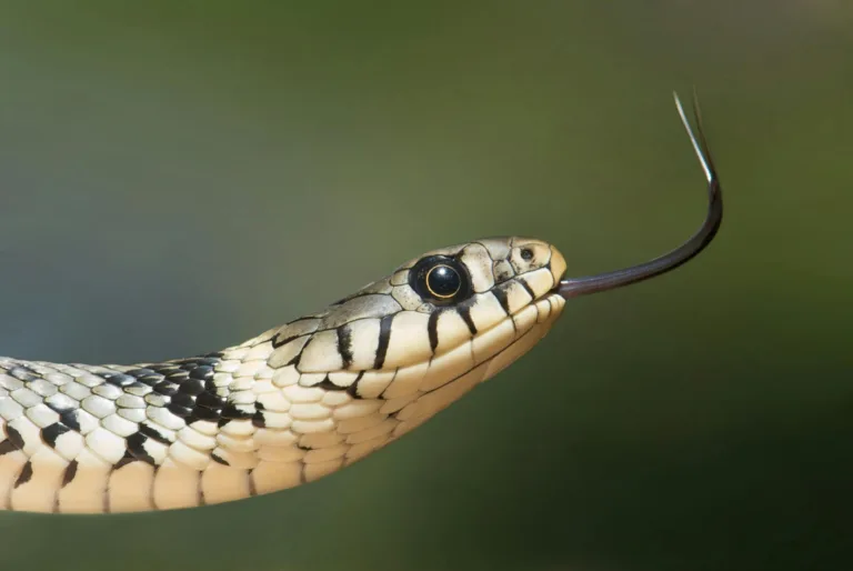 sonhar com cobra