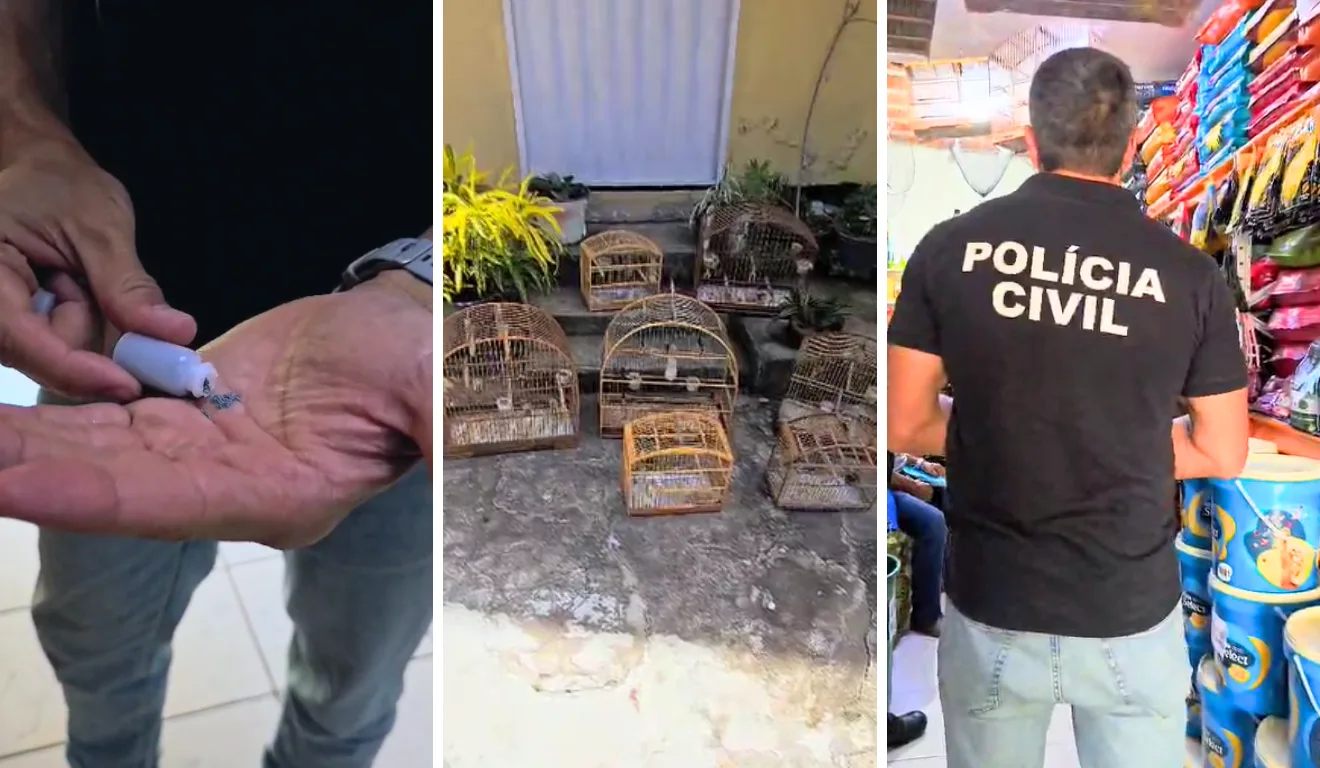 Após morte de 30 animais, polícia prende comerciante por vender chumbinho