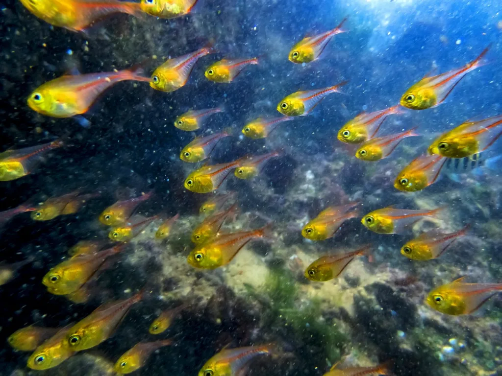 Diversidade marinha na Baía das Tartarugas, incluindo cardumes, recifes e outras espécies que habitam o ecossistema