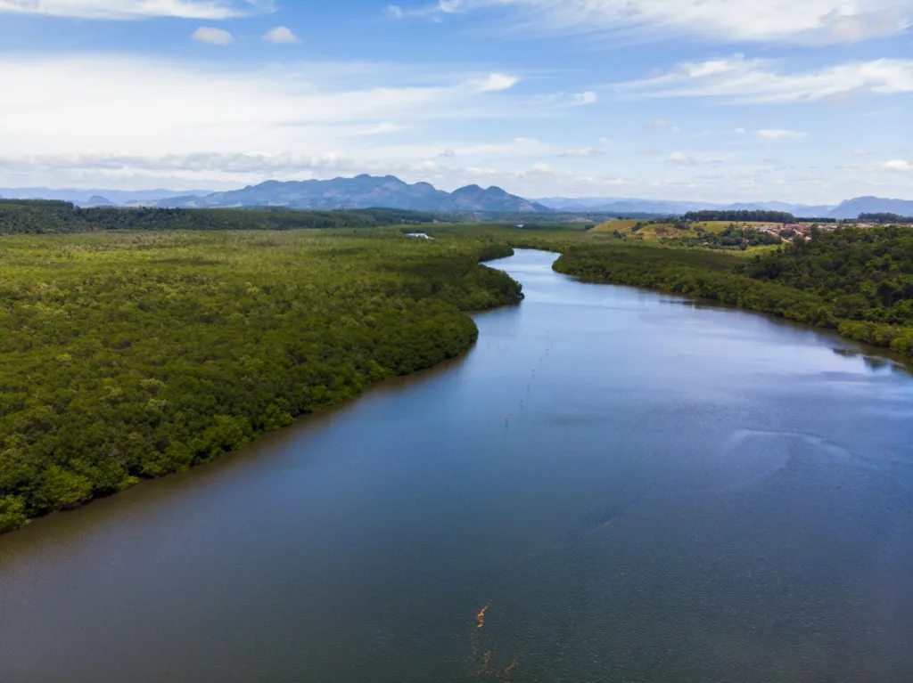  Foto do manguezal do Rio Piraquê-Açu, destacando a vegetação densa e a importância ecológica da área para o ecossistema local