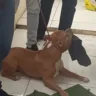 Cão foi resgatado pela CPI dos Maus-Tratos

Reprodução/CPI dos Maus Tratos