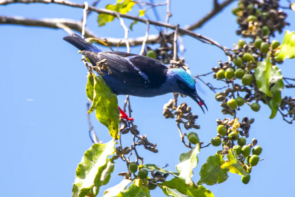 A foto mostra a Saíra-beija-flor, uma das aves símbolo do município de Aracruz, com suas cores vibrantes, capturada em um momento de sua presença na natureza local