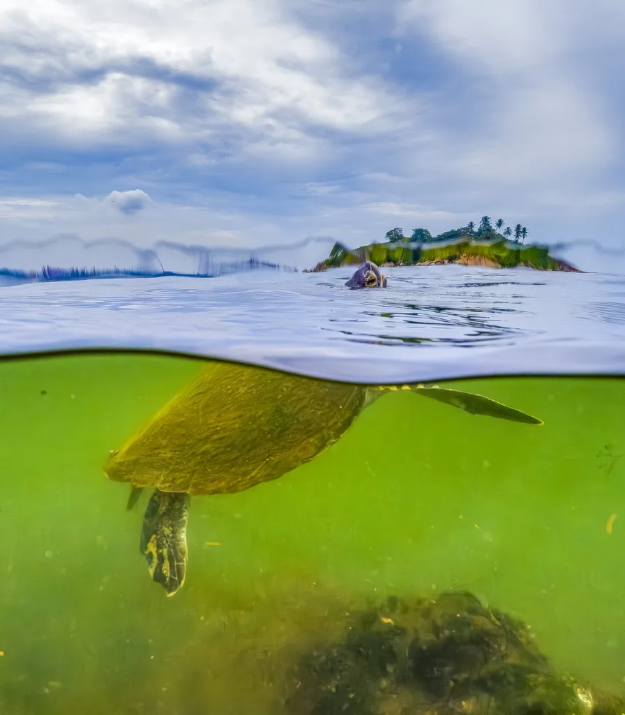 Diversidade marinha na Baía das Tartarugas, incluindo cardumes, recifes e outras espécies que habitam o ecossistema