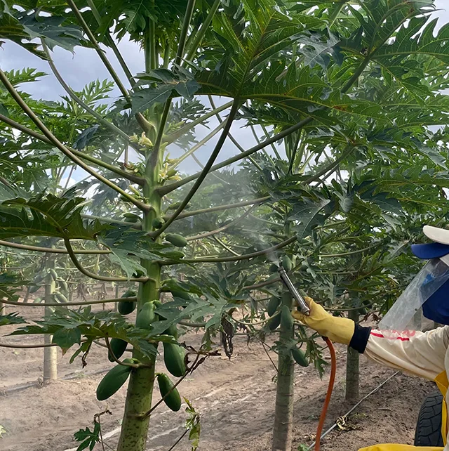 Produtores capixabas adotam protetor solar para plantas e frutos contra altas temperaturas
