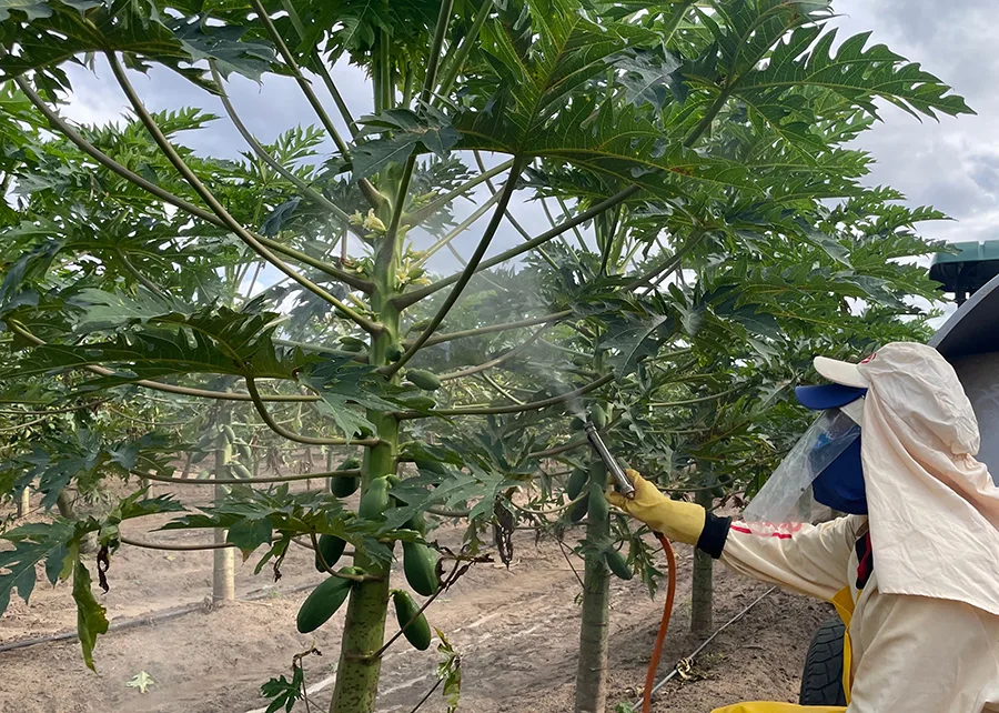 Produtores capixabas adotam protetor solar para plantas e frutos contra altas temperaturas
