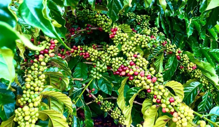 Pé de café