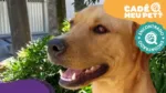 Max, cão que havia desaparecido, é encontrado! (Foto: arquivo pessoal)