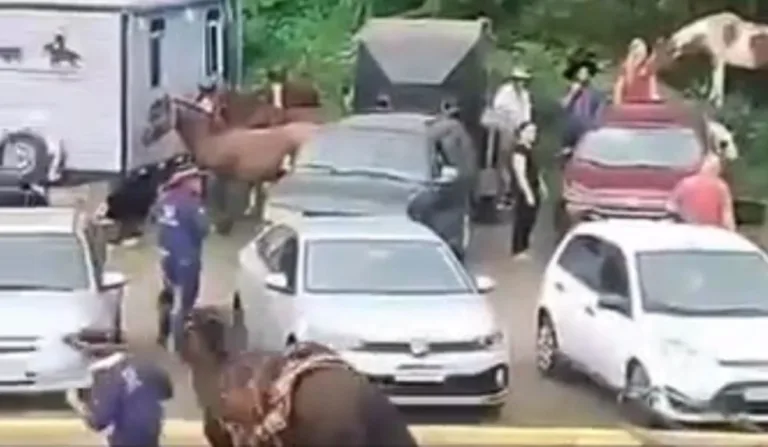 Ataque de abelhas ocorreu em evento de cavalgada em Ivoti, no Rio Grande do Sul. Foto: Reprodução/ Redes sociais