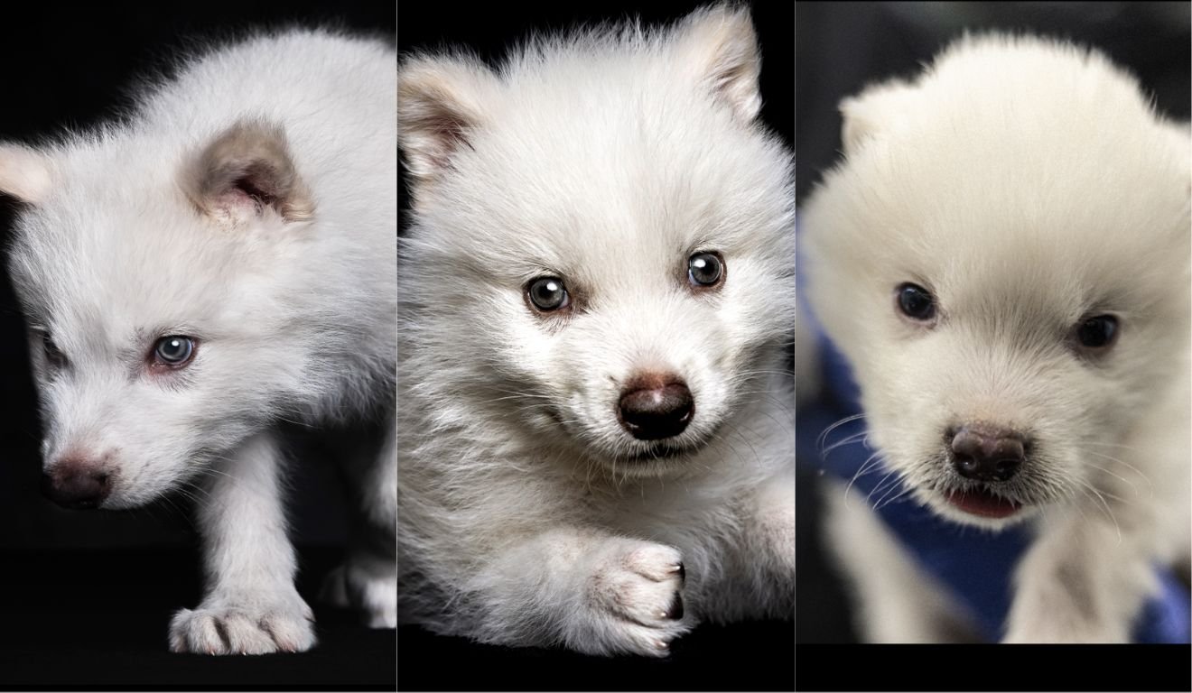 Rêmo, Rômulo e Khaleesi são os filhotes feitos com DNA de lobo-terrível. Foto: Divulgação/ Colossal