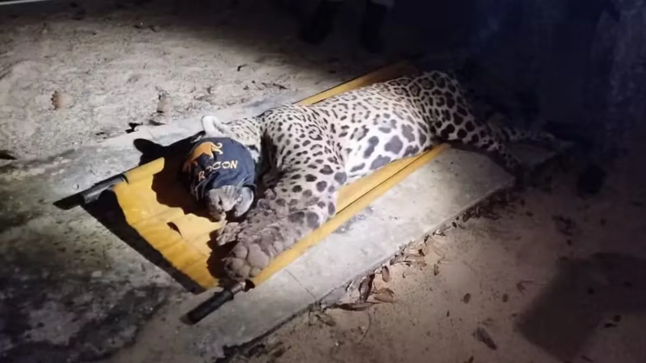 Onça que atacou e matou caseiro no Pantanal é capturada