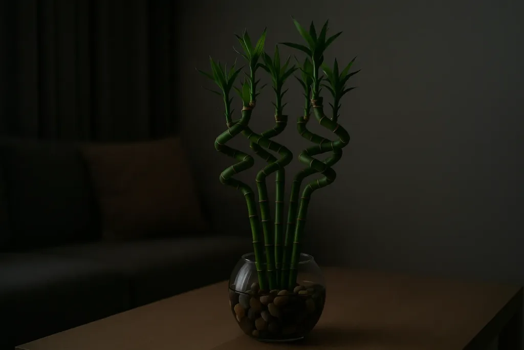 Saiba o significado das hastes do bambu da sorte para o Feng Shui e harmonize sua casa
