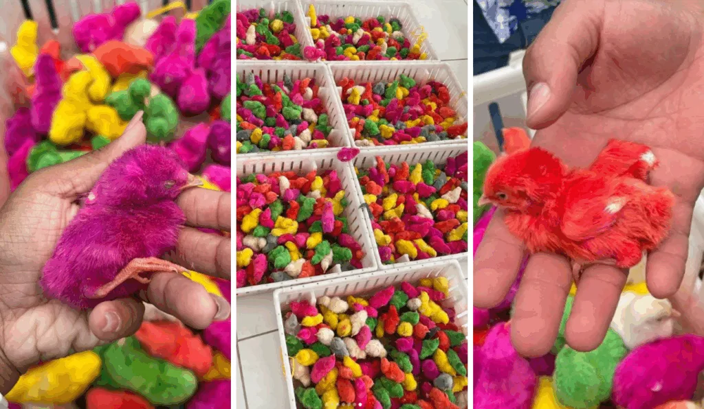 Operação resgata 950 pintinhos coloridos que estavam à venda