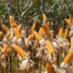 A safra de milho, principal grão produzido no Espírito Santo, foi de 62 mil toneladas no período 24/25. Crédito: Elza Fiúza/Agência Brasil
